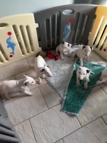 Bull Terrier dogs for sale: USA & UK Champion Bloodline English bull terriers  in Gateshead - Video 2