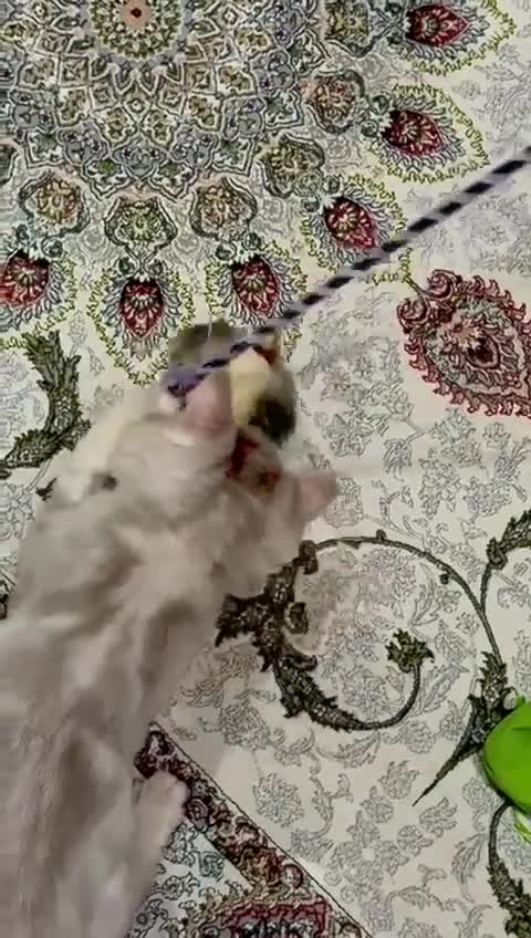 Mixed Breed cats for adoption: COCO -MEDIUM FUR PERSIAN MIX EXOTIC GIRL ?? - Video 1