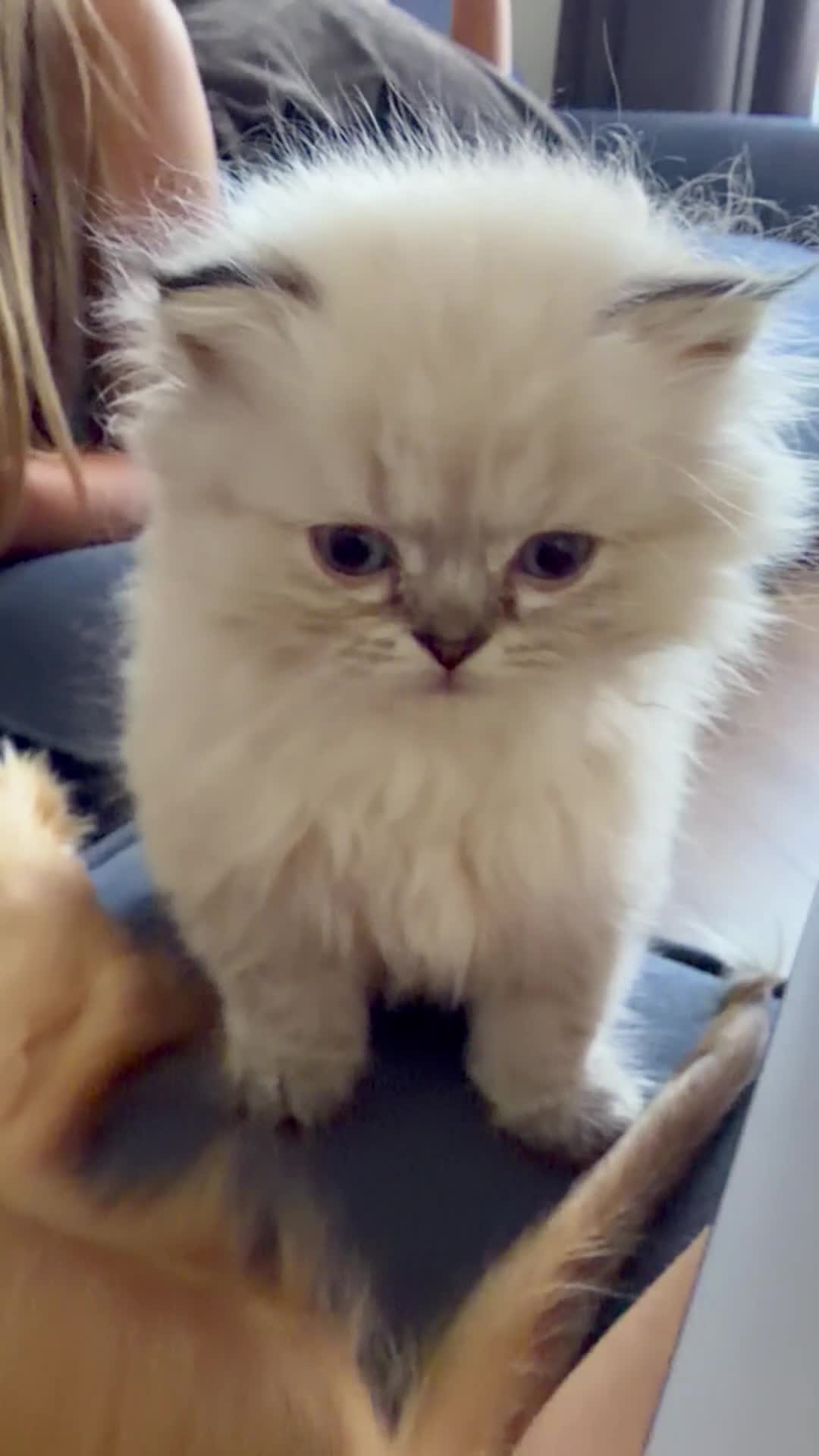 British Longhair cats for sale:   British Longhair male kitten  - Video 2