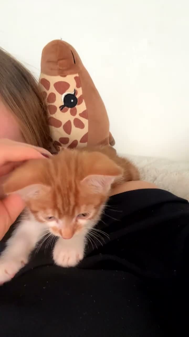 Mixed Breed cats for sale: Male ginger and white cat - Video 2