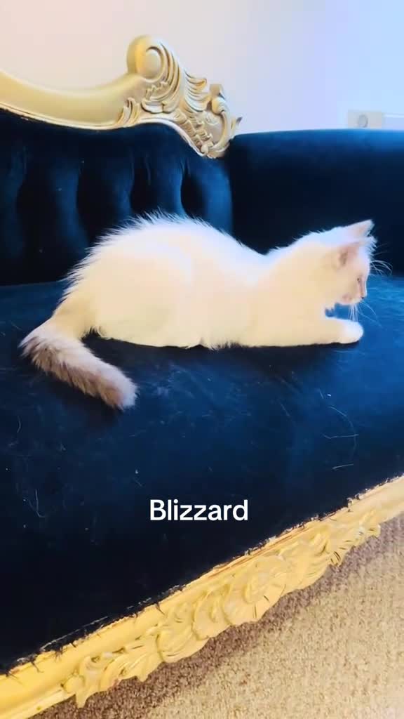 Ragdoll cats for sale: GCCF RAGDOLLS  - Video 1
