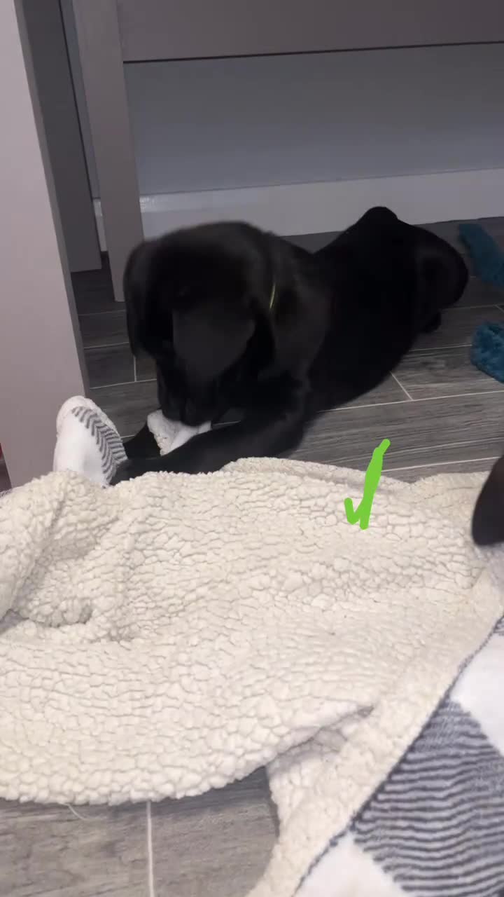 Labrador Retriever dogs for sale: READY NOW.Beautiful black KC registered Labradors  - Video 1