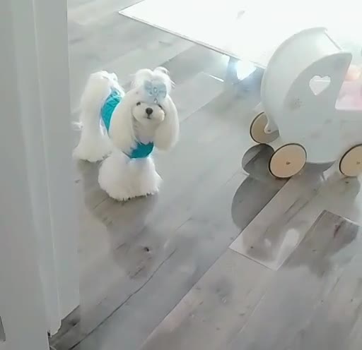 Maltese dogs for stud: ❤️health tested Tiny Korean Maltese boy❤️ - Video 4