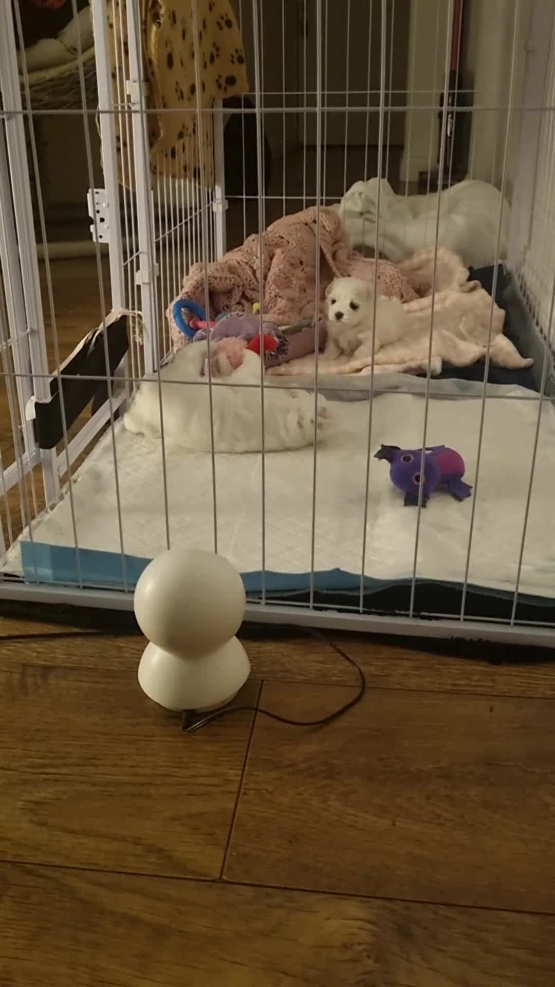 Maltese dogs for sale: Maltese Girl Ready to go  - Video 2