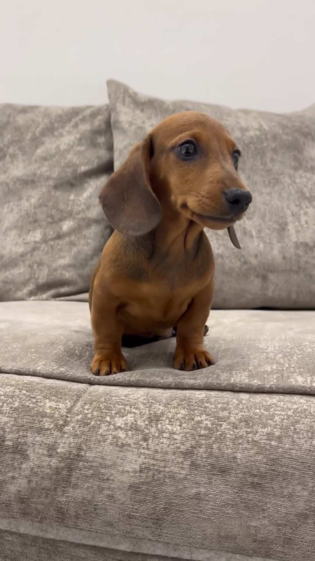 Miniature Dachshund dogs for sale: Beyond Exclusive Luxury Pink  - Video 2