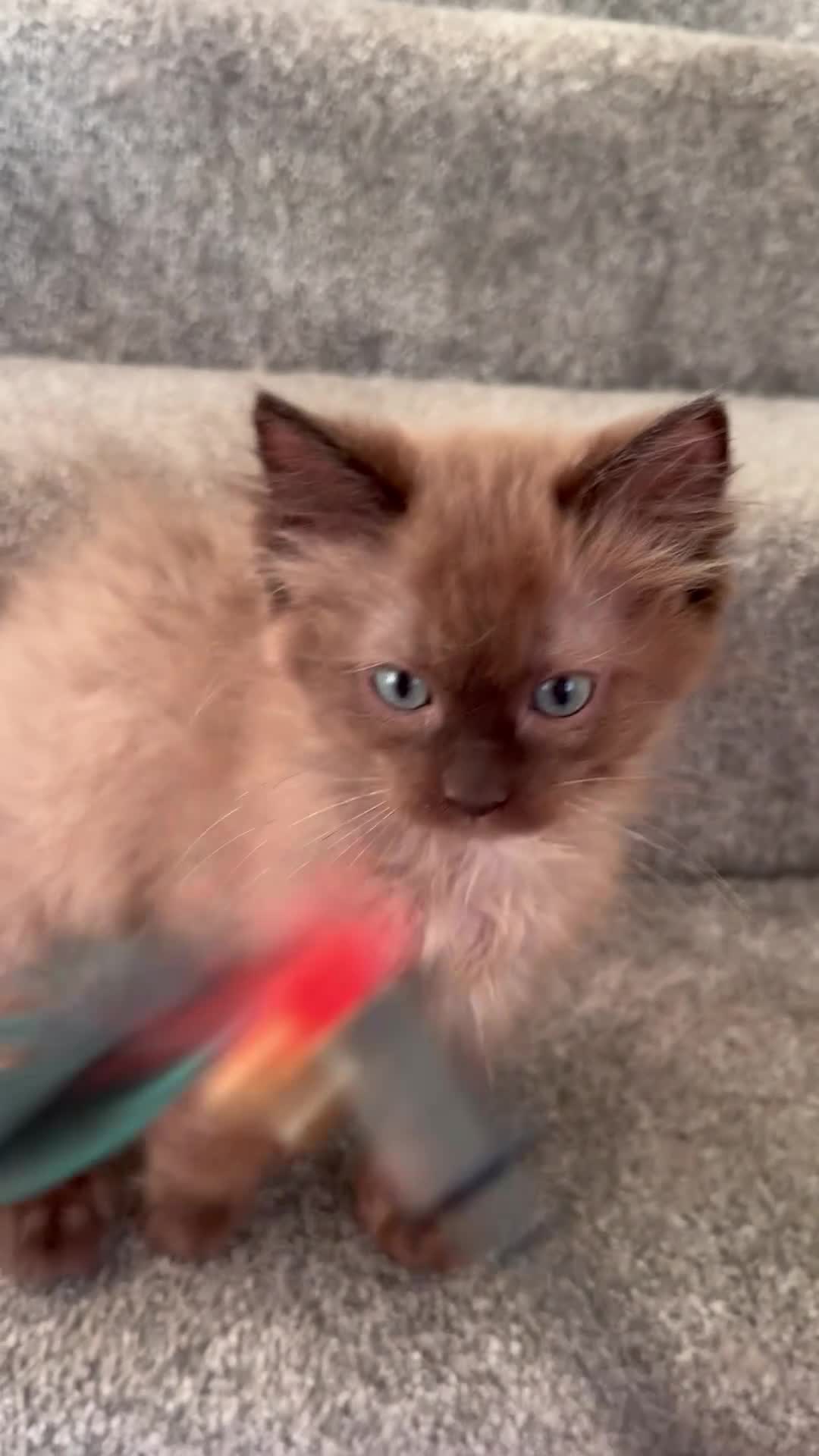 Ragdoll cats for sale: Tica Registered Mink Ragdolls - Video 2