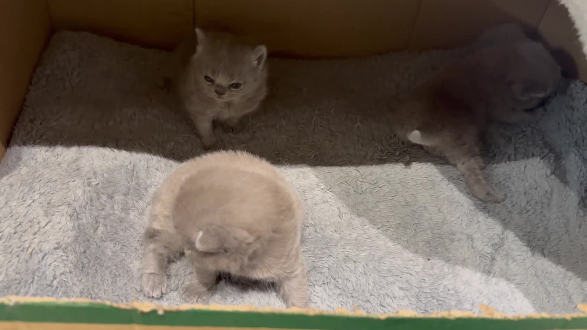 British Shorthair cats for sale: Blue British short hair babies for sale  - Video 1