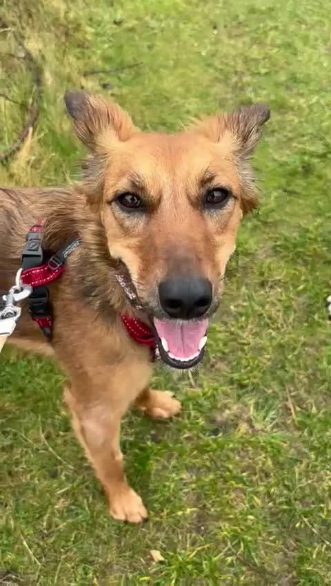 Mixed Breed dogs for sale: Pretty girl Trudi looking for her forever home  in Portsmouth - Video 1