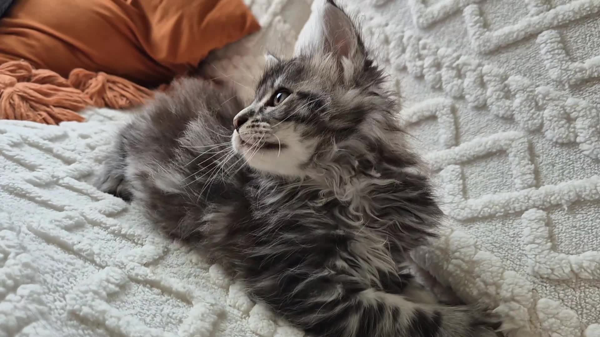 Maine Coon cats for sale: Pure Breed Maine Coon -LAST ONE - Video 1