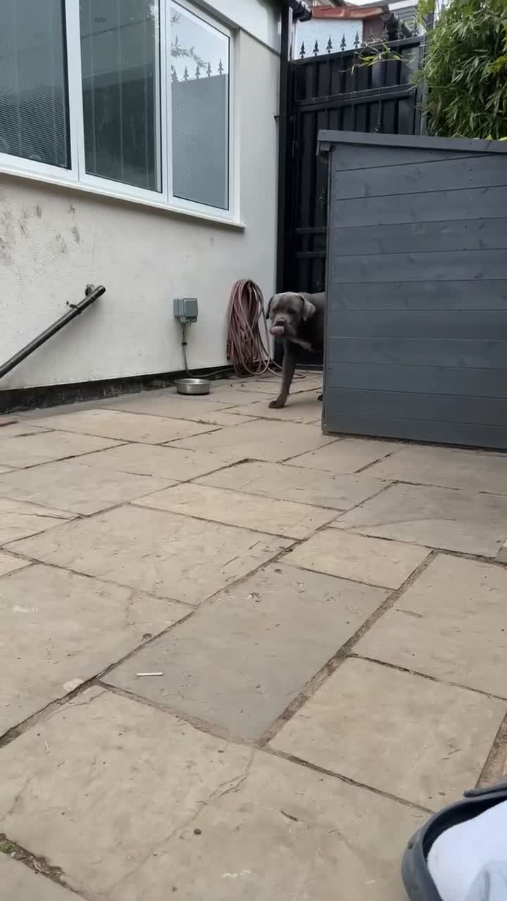 Cane Corso dogs for sale: Rehoming Enzo - Video 2