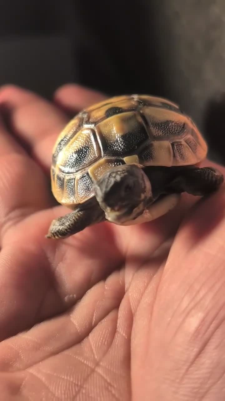 Tortoise reptiles for sale: Spur Thigh Tortoise  - Video 1