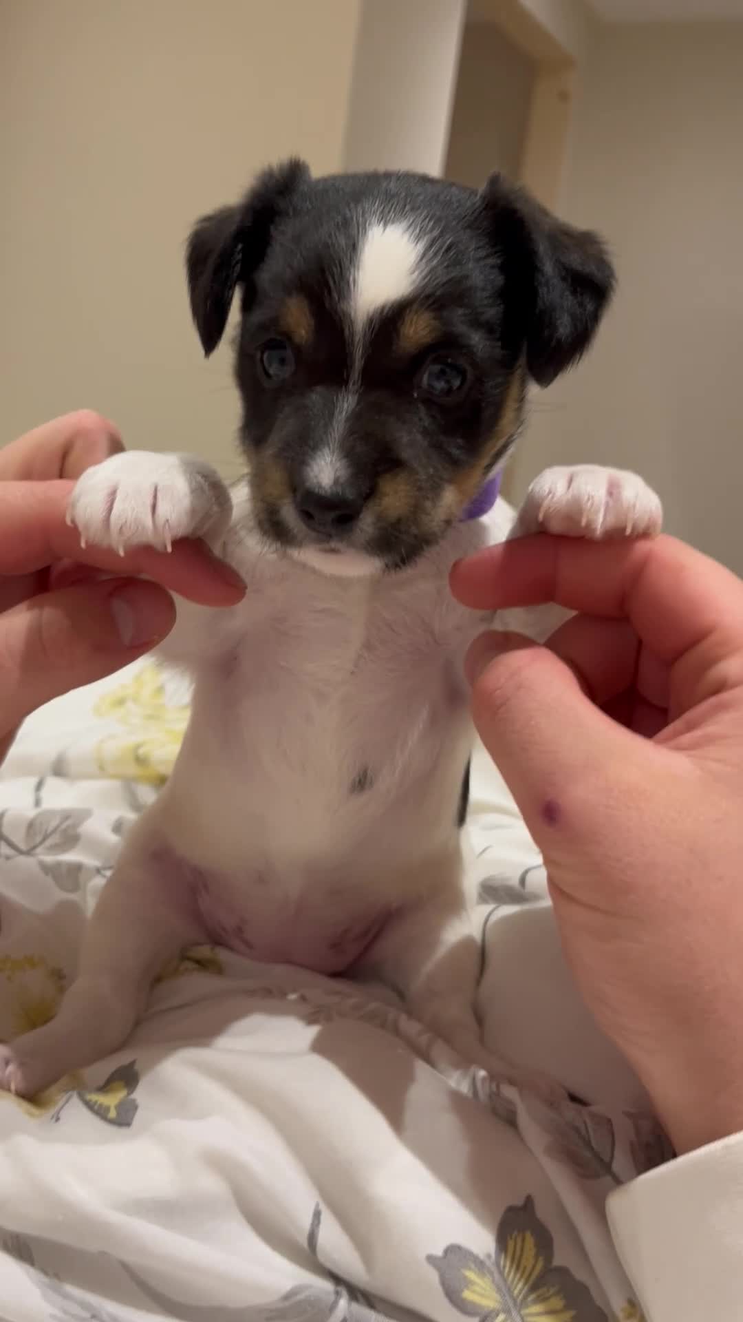 Jack Russell dogs for sale: Jack russel puppy’s  - Video 1