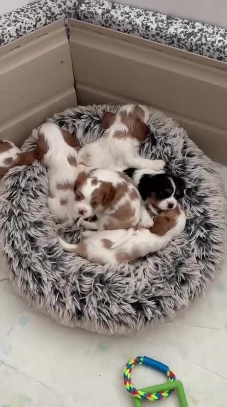 Cavalier King Charles Spaniel dogs for sale: Beautiful Blenheim King Charles spaniel pups    - Video 2