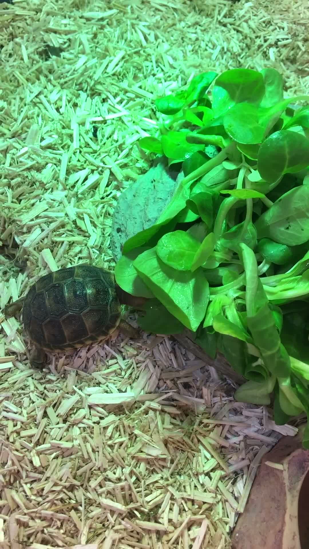 Tortoise reptiles for sale: Baby spur thighed tortoises  - Video 5
