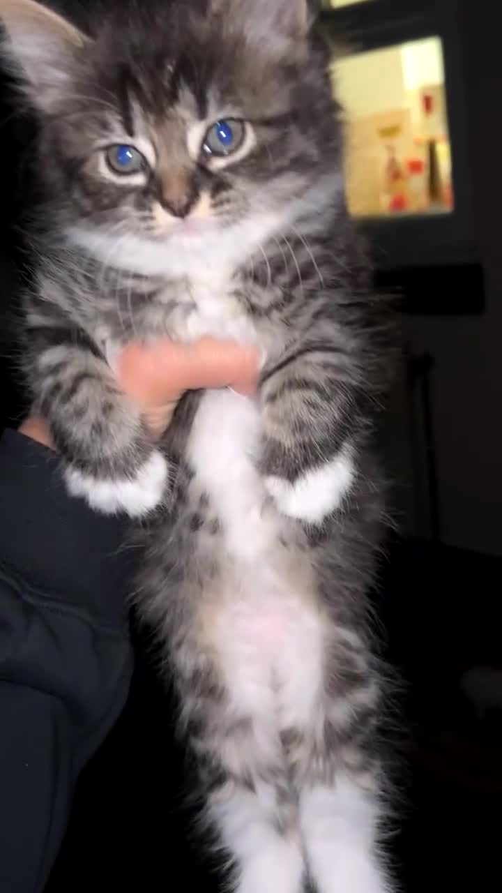 Mixed Breed cats for sale: DLH kittens x tabby females - Video 1
