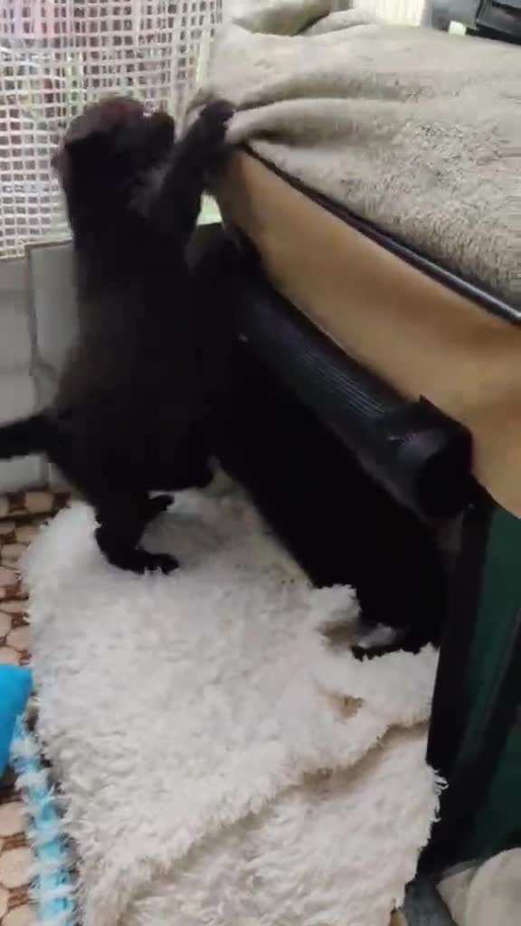 Mixed Breed cats for sale: Adorable 2 kitten  - Video 1