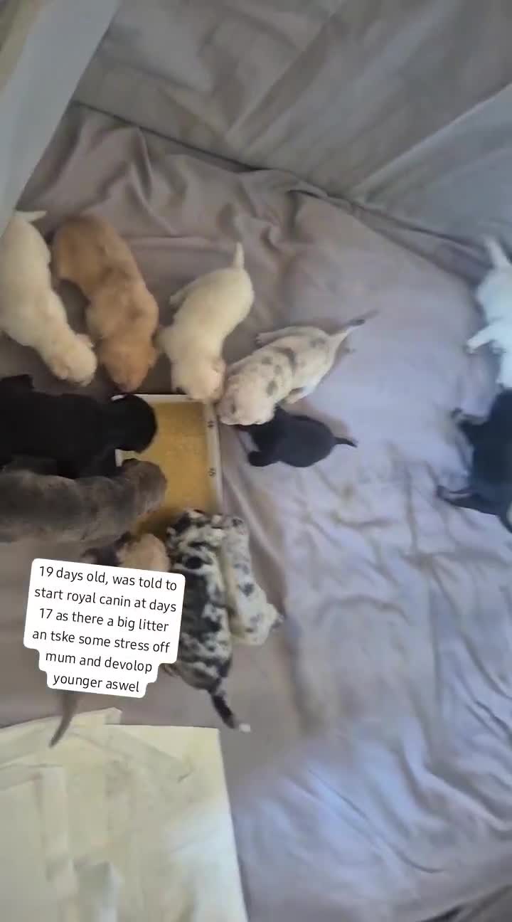 Mixed Breed dogs for sale: 12 Cane corso x Chowski royal canin fed - Video 4
