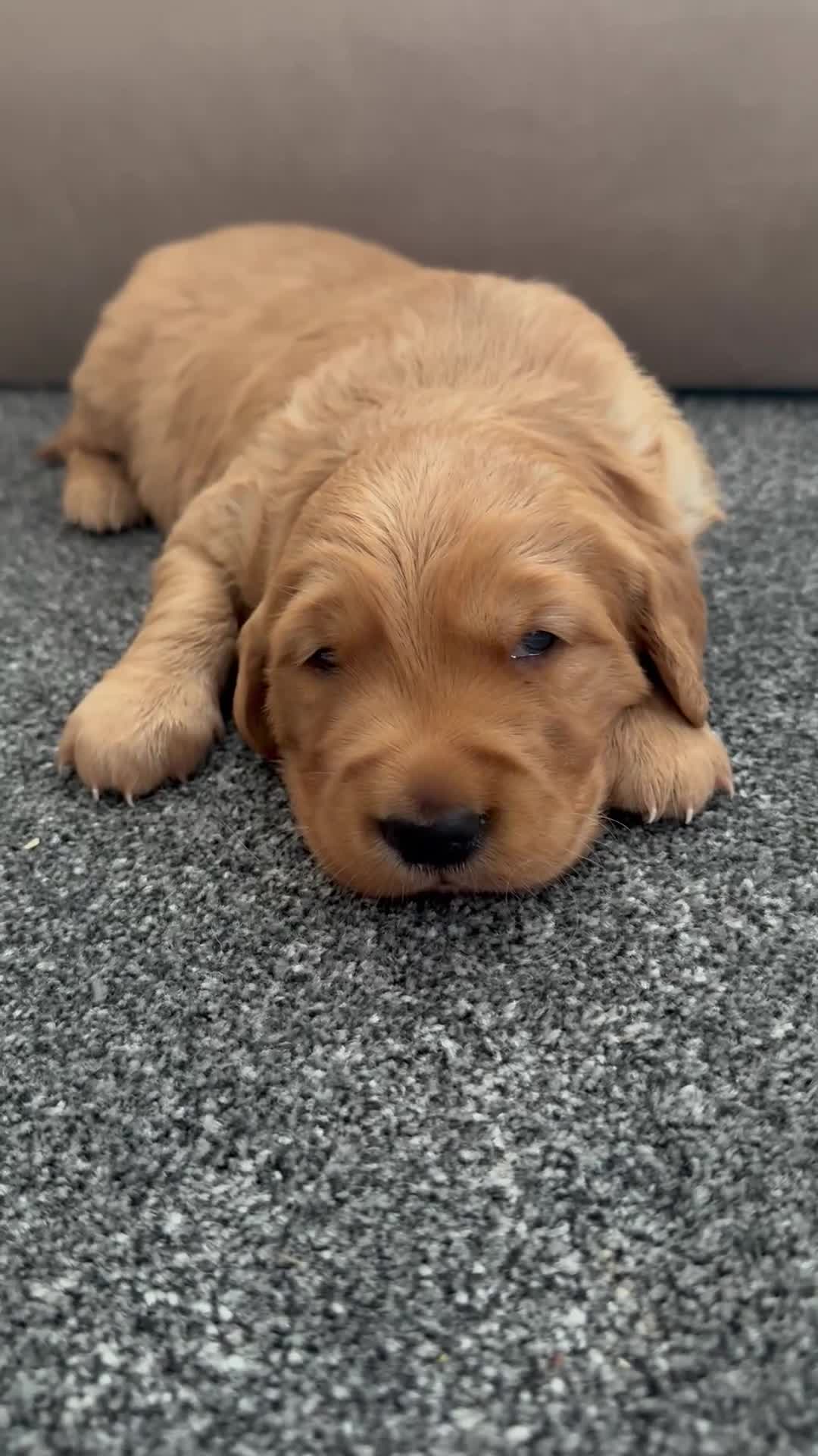 Golden Retriever dogs for sale: Golden retriever(working line) 2 males available  in Brandon - Video 1