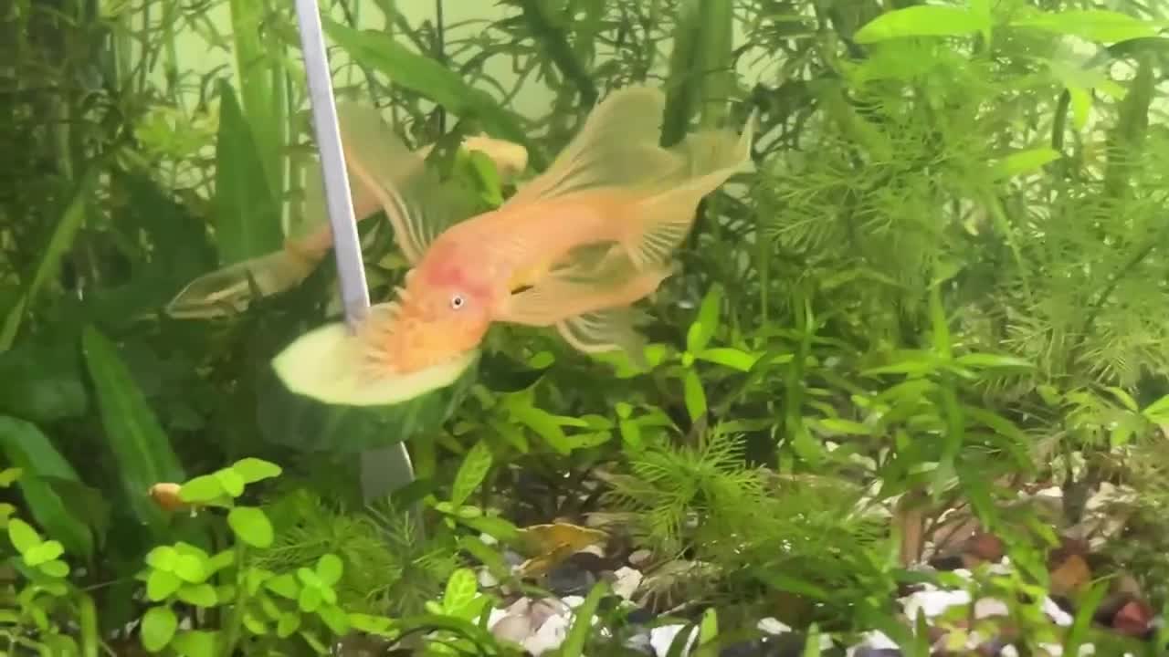 Catfish fish for sale: Various species of Ancistrus.Juveniles and adults. - Video 5