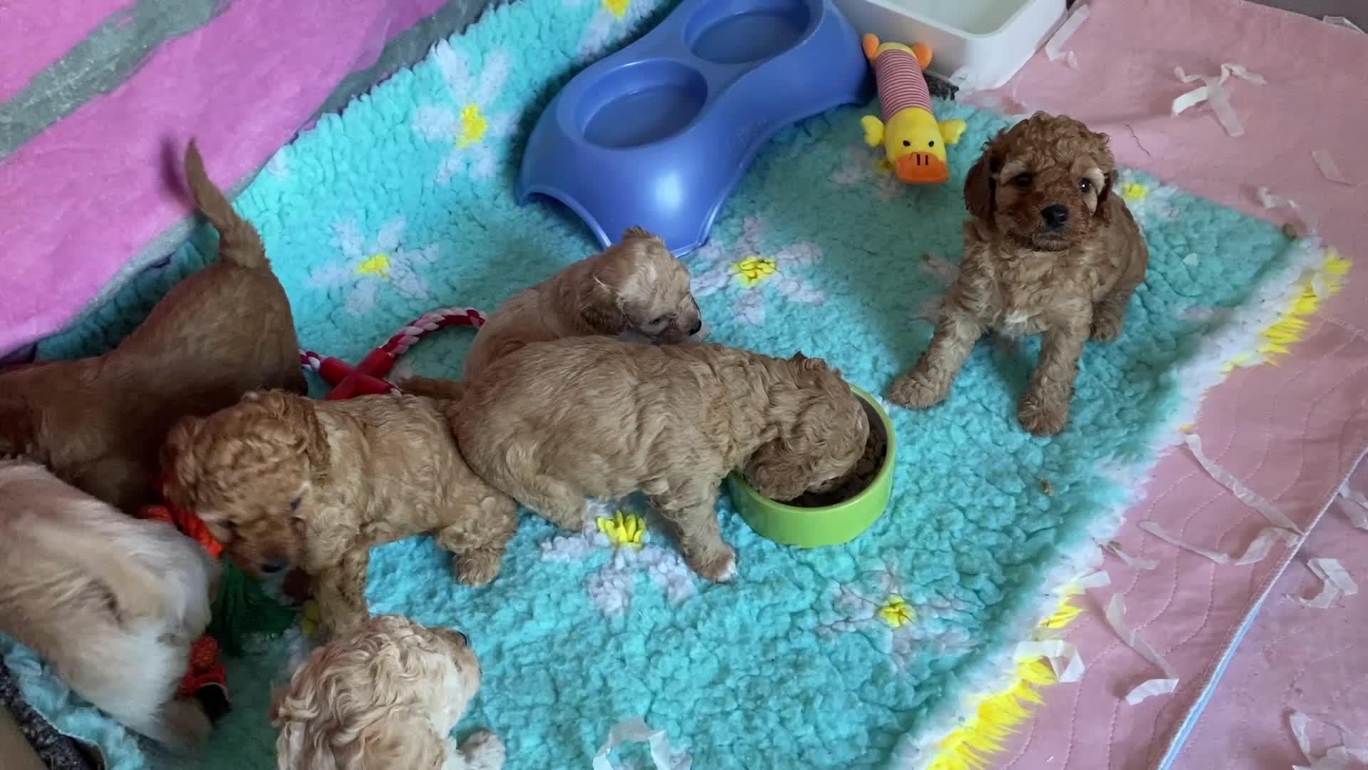 Cavapoochon dogs for sale:  Extensively health-tested parents 💫 - Video 3