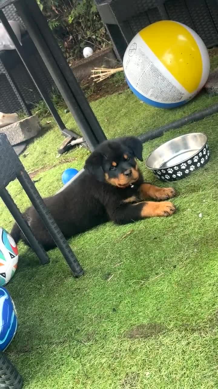 Rottweiler dogs for sale: Rottweiler  - Video 1