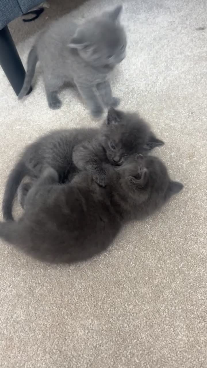 Scottish Fold cats for sale: Scottish fold mix and Russian Blue in ELY - Video 1