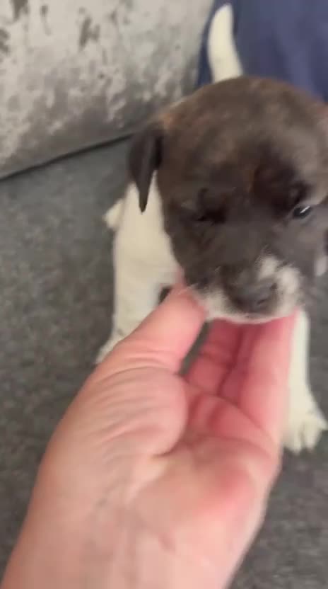 Jack Russell dogs for sale: Jack Russell puppies for sale - Video 1