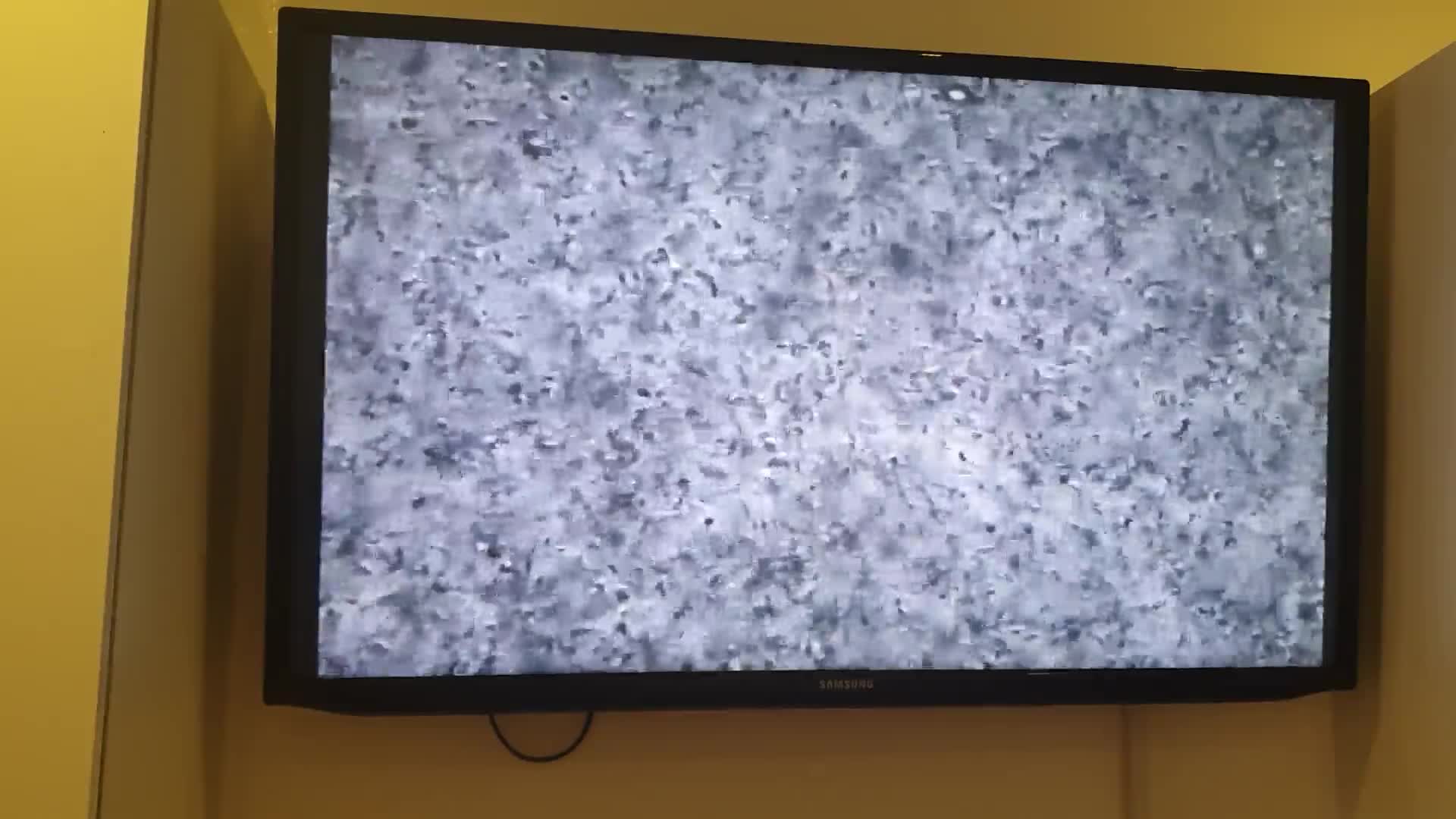 Bull Terrier dogs for stud: 3Miniature bull terriers stud Douglas Nigel Duggie in Bolton - Video 1