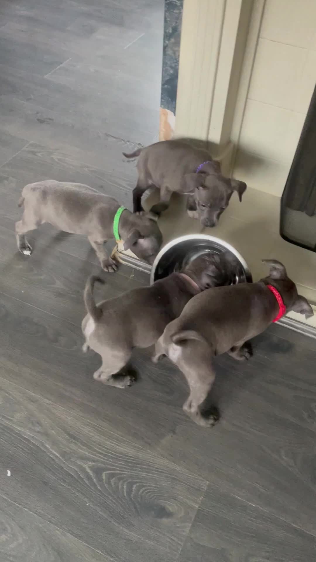 Staffordshire Bull Terrier dogs for sale: KC Staffordshire bull terriers 1 GIRL lEFT  £1350 - Video 4