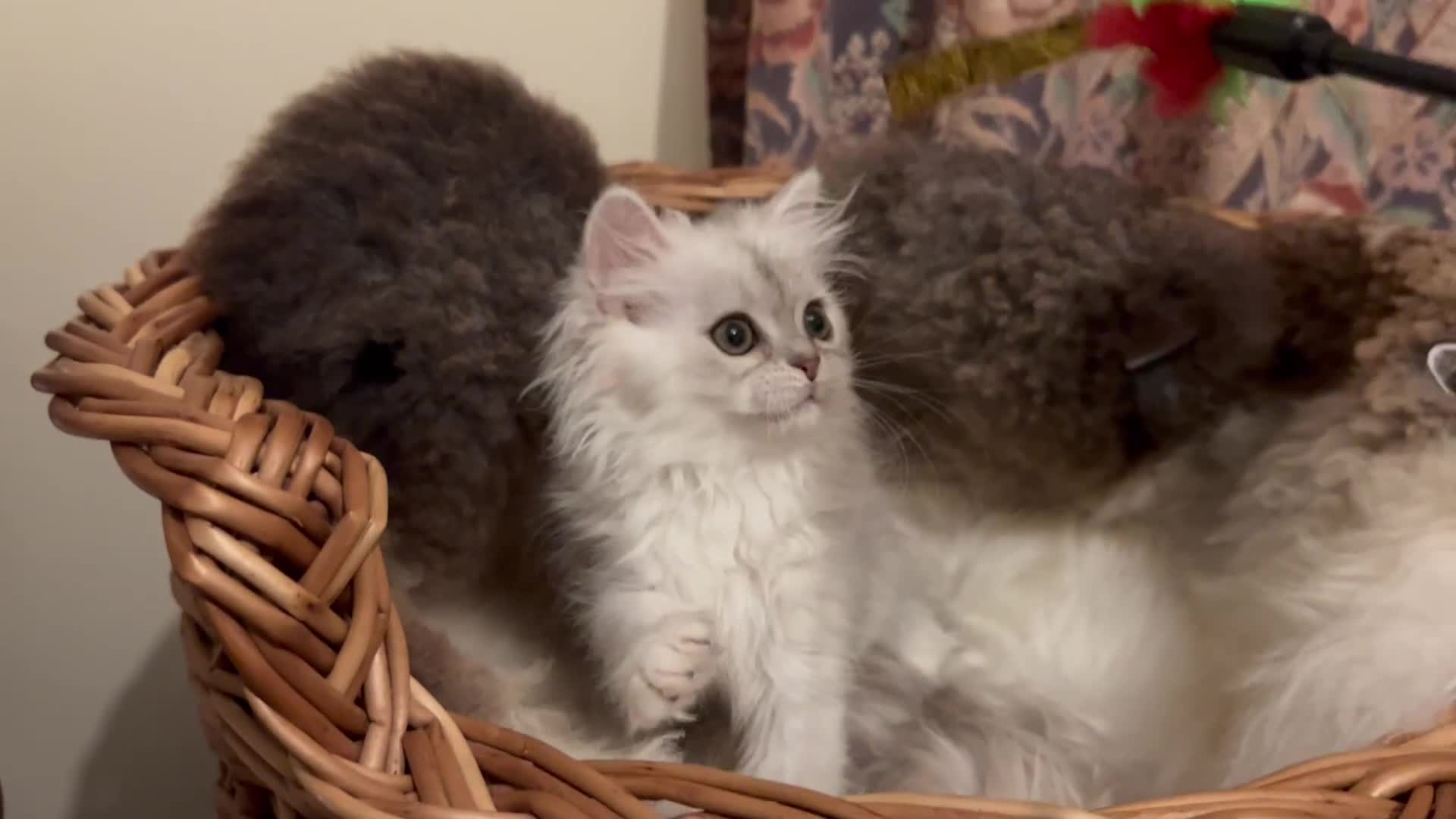 Munchkin cats for sale: Sweet Friendly Munchkins 🤗 - Video 2