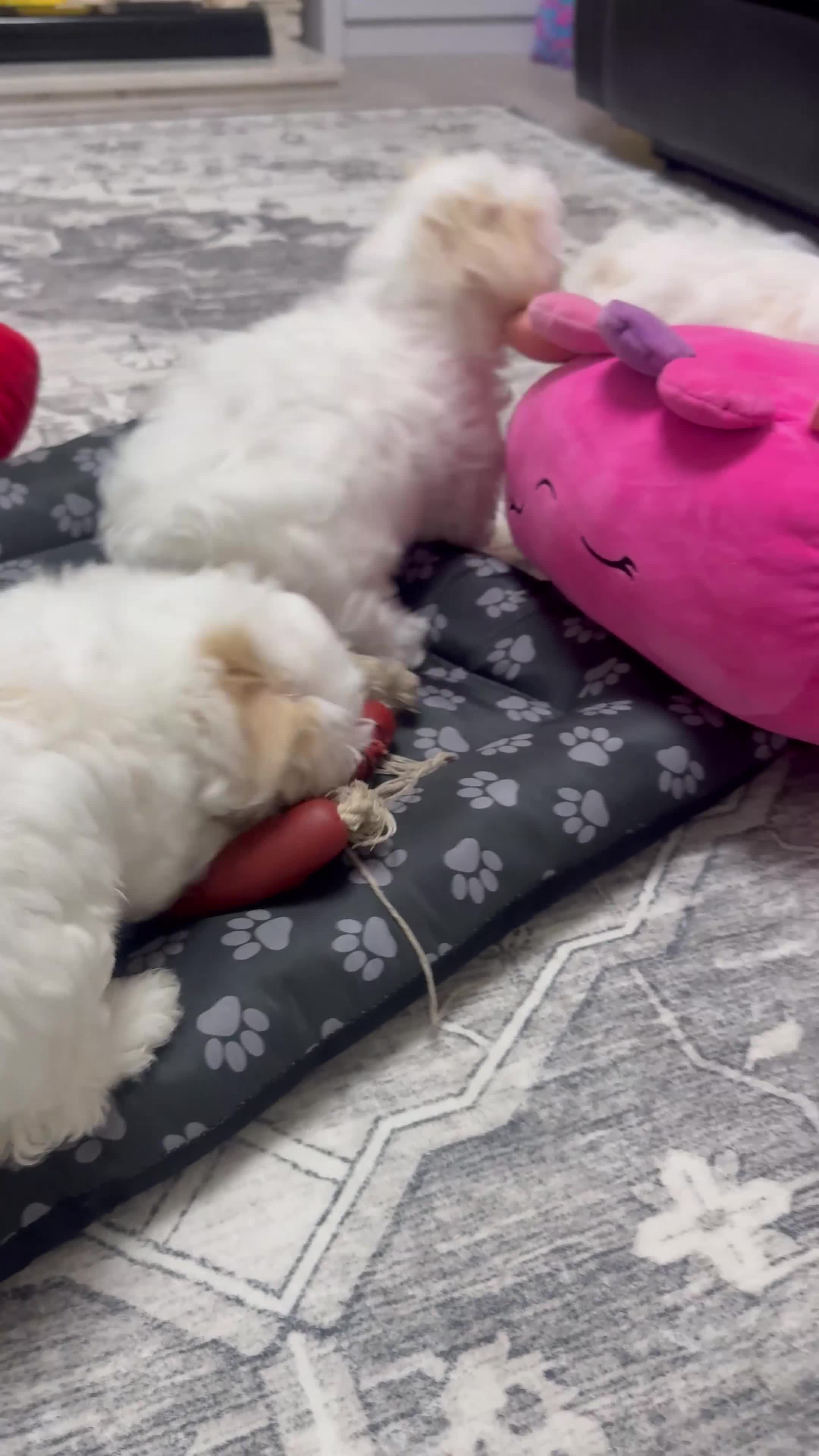 Maltese dogs for sale: Maltese puppy’s  - Video 1