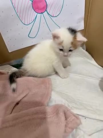 Mixed Breed cats for sale: Kittens Looking for Their Forever Homes 🐾 - Video 2