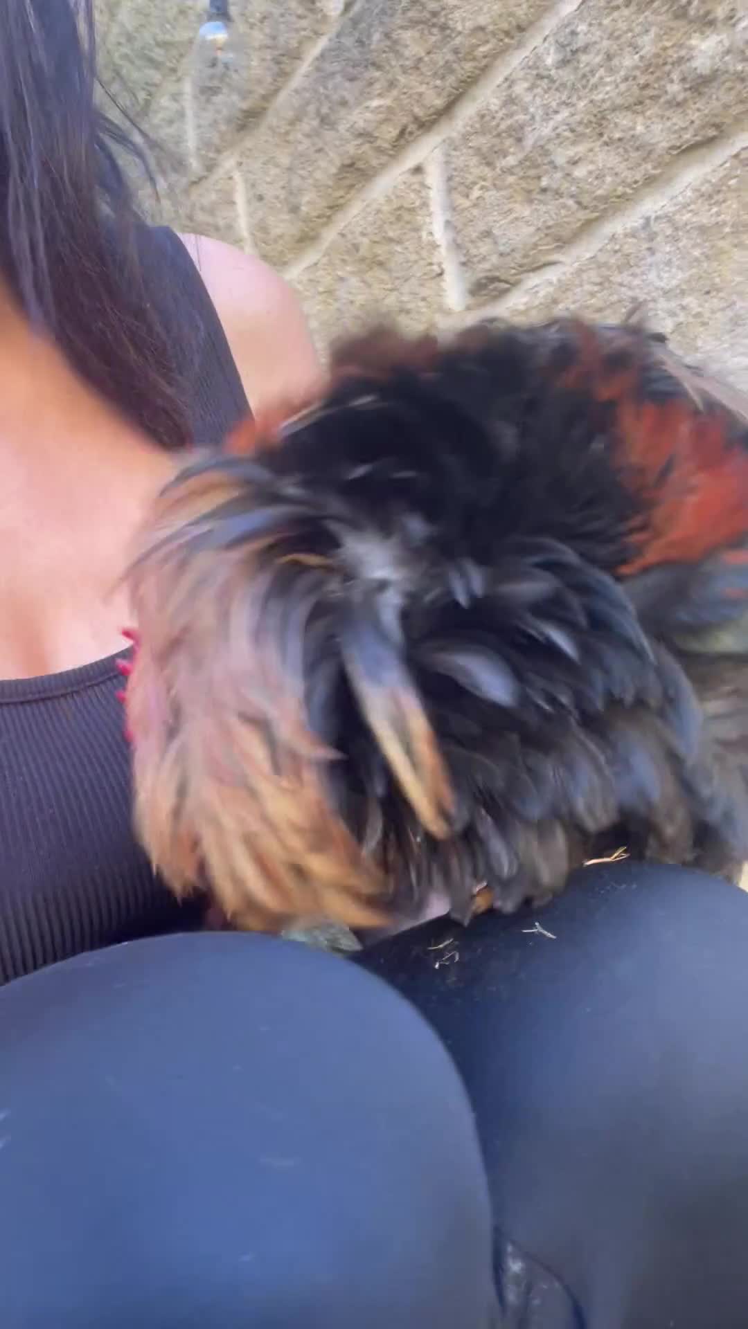 Chickens poultry for sale: Pekin Bantam Frizzle Cockerels - Video 1