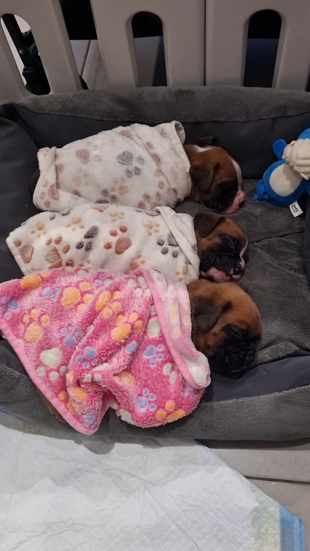 Boxer dogs for sale: Bootyful Boxer Babies - Video 2
