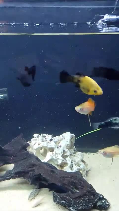 Live Bearers fish for sale: Quality Guppies, Platys, Swords, Mollies, Corys - Video 5