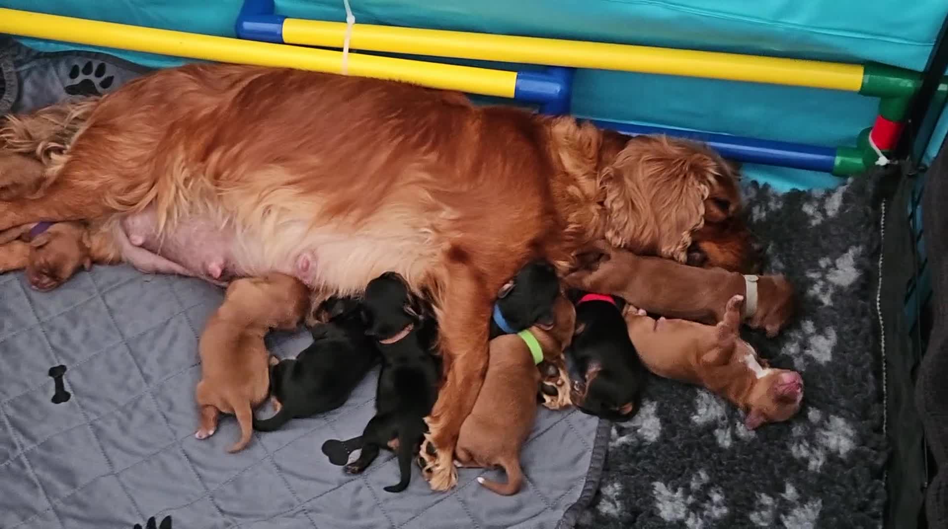 Cavalier King Charles Spaniel dogs for sale: cavalier king charles puppies  - Video 1