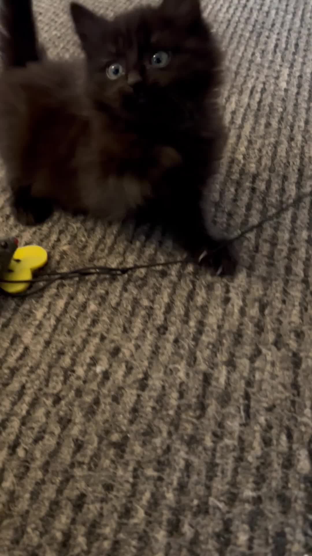 Mixed Breed cats for sale: Two little bundles of joy. - Video 2