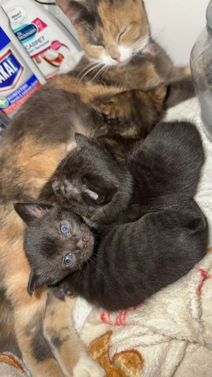 Mixed Breed cats for sale: mix breed kittens  - Video 1