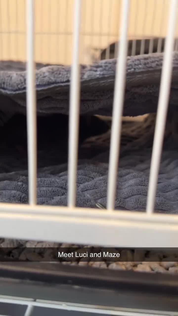 Rat rodents for sale: Two female rats - Video 1