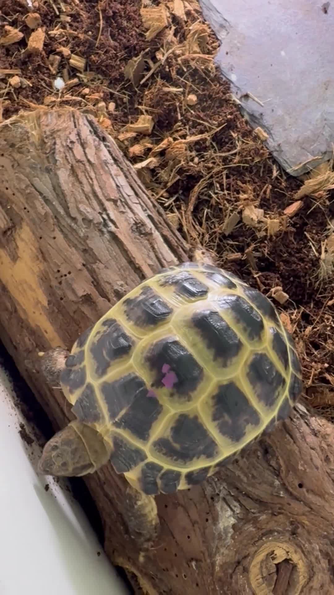 Tortoise reptiles for sale: Female tortoise very friendly  in Walsall - Video 3