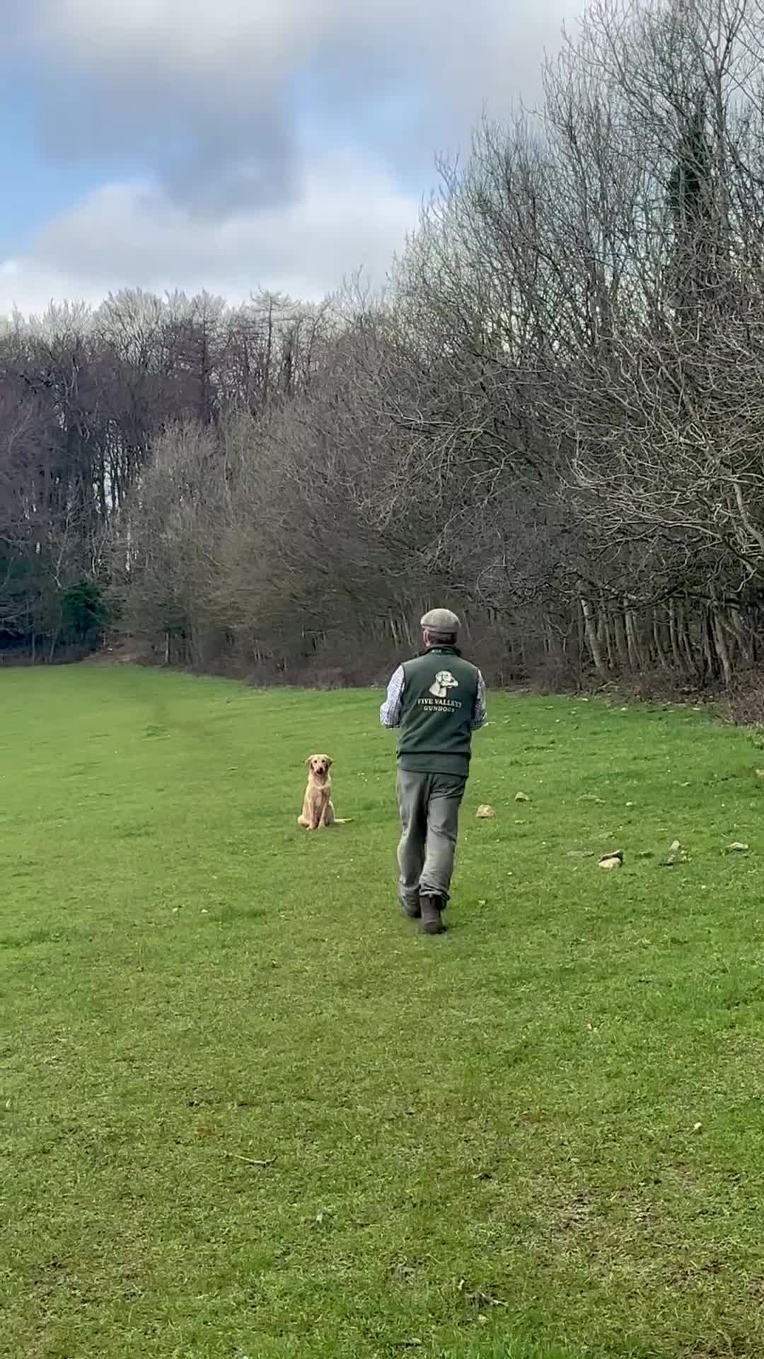 Labrador Retriever dogs for sale: Family Trained Male Yellow Labrador 7 Months - Video 1