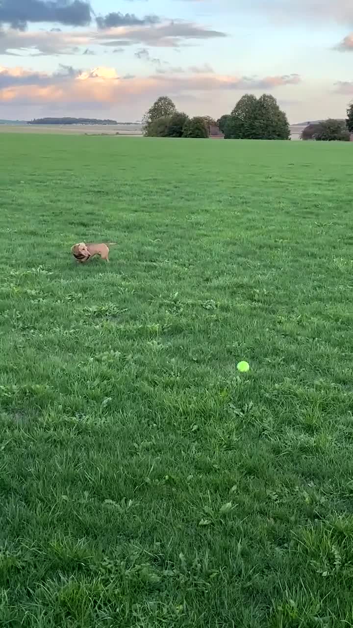 Miniature Dachshund dogs for sale: miniature dachshund female 1yo - Video 1