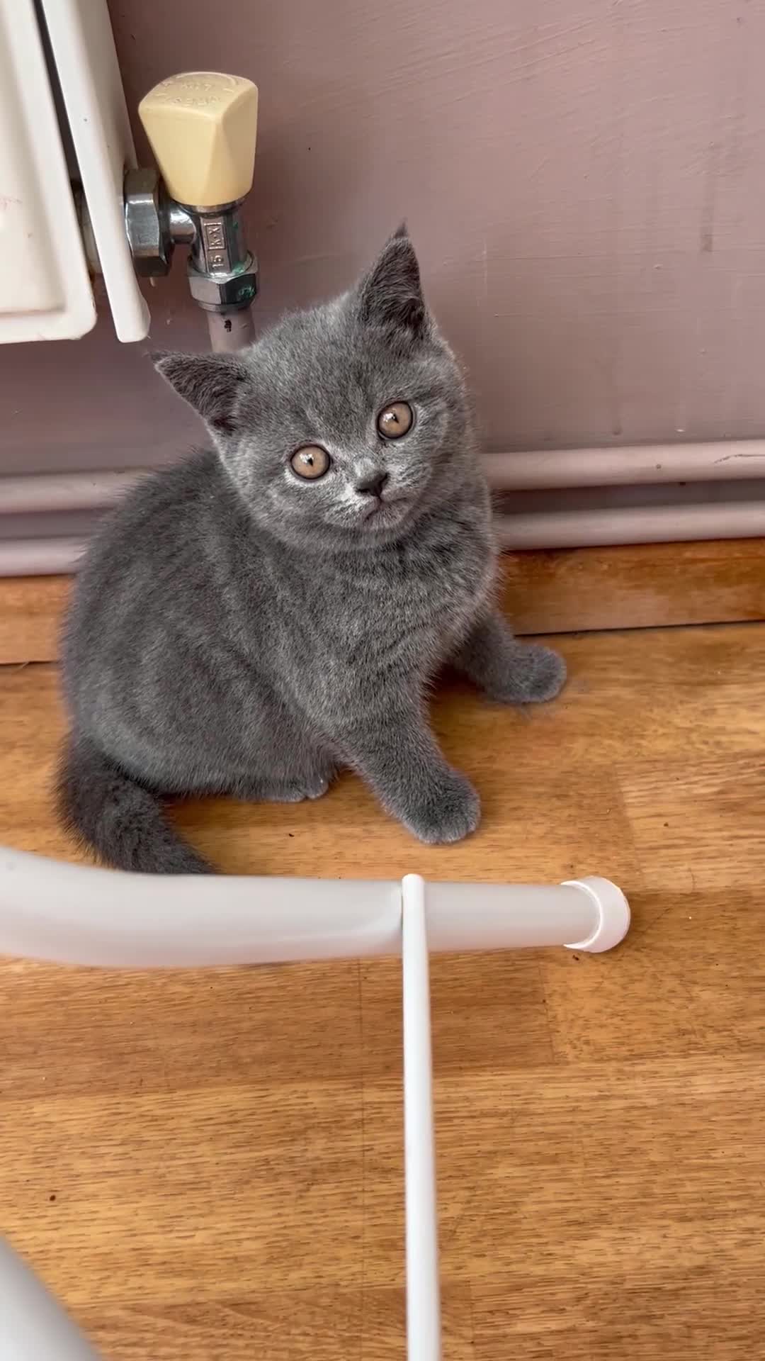 British Shorthair cats for sale: 2 Beautiful British ShortHair  - Video 2