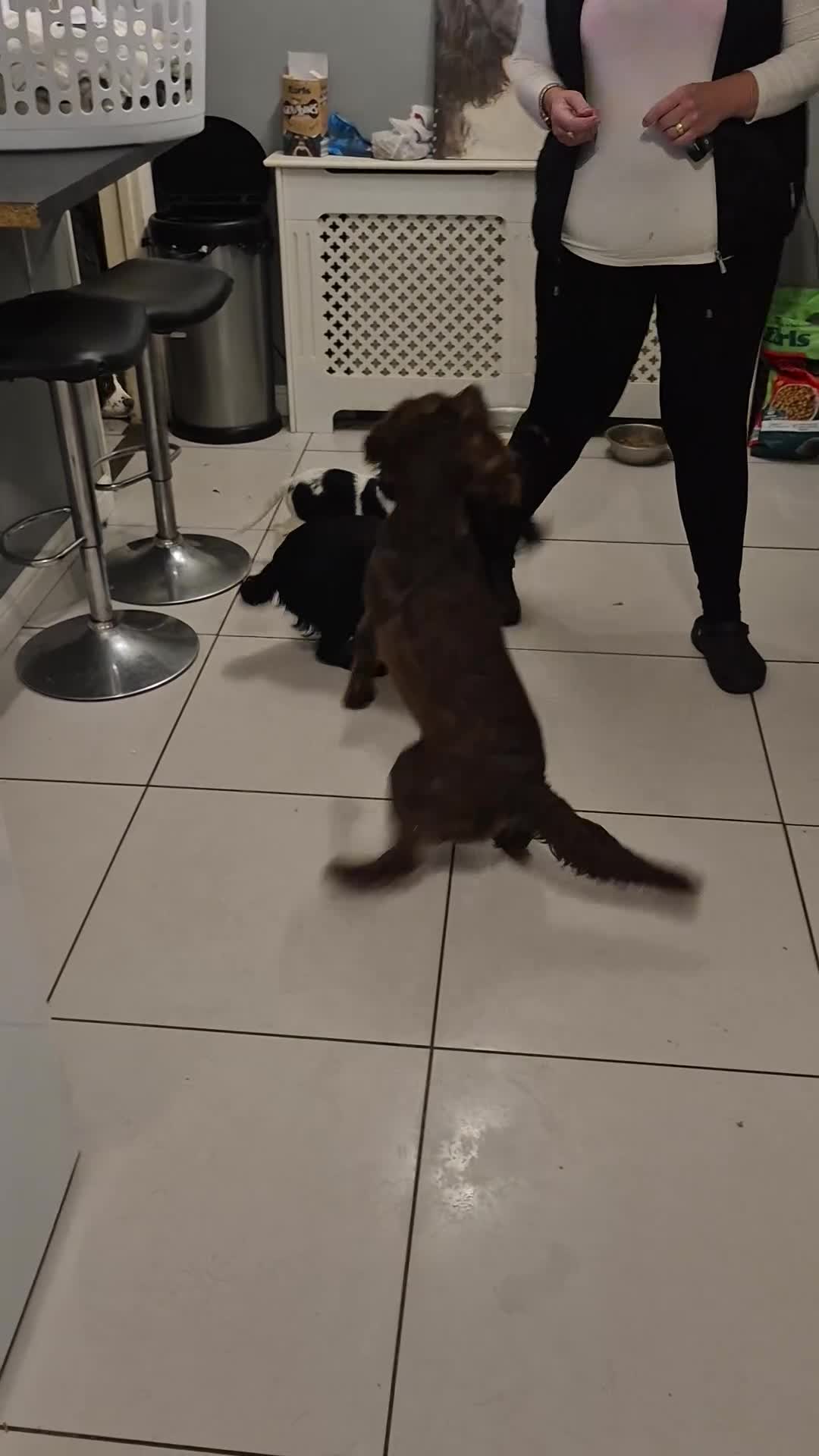 Cocker Spaniel dogs for sale: Working cocker spaniel  - Video 1