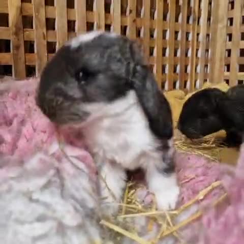 French Lop rabbits for sale: Selling 4 lovely pure French lop kits  in Chichester - Video 1