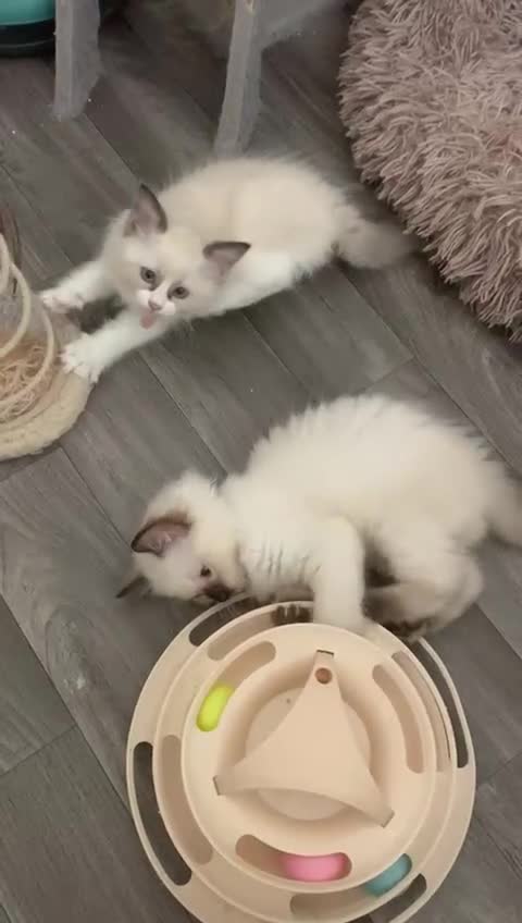 Ragdoll cats for sale: Ragdoll kittens  - Video 4