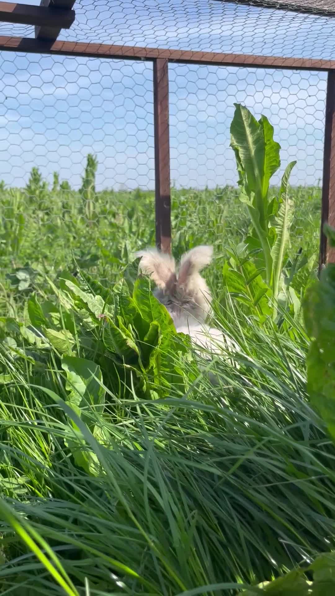 Angora rabbits for sale: Pedigree Full Faced & Maxi Faced English Angoras - Video 1