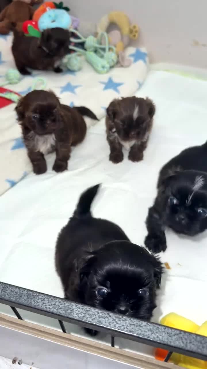 Shih Tzu dogs for sale: Tri-Colour KC Imperial Shih Tzu Puppies - Video 4