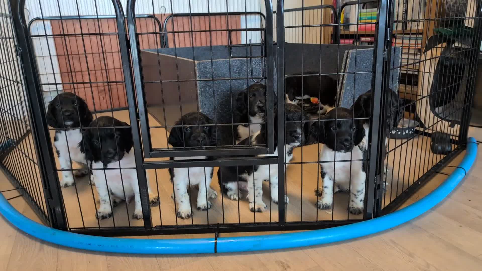 English Springer Spaniel dogs for sale: Lovely chunky B&W springer spaniel dog pups - Video 1