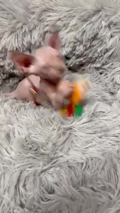 Sphynx cats for sale: TICA Reg Sphynx Kittens, Extensive Genetic Testing - Video 2